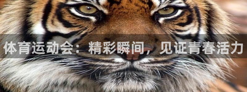 凯发官方正版app官网：体育运动会：精彩瞬间，见证青